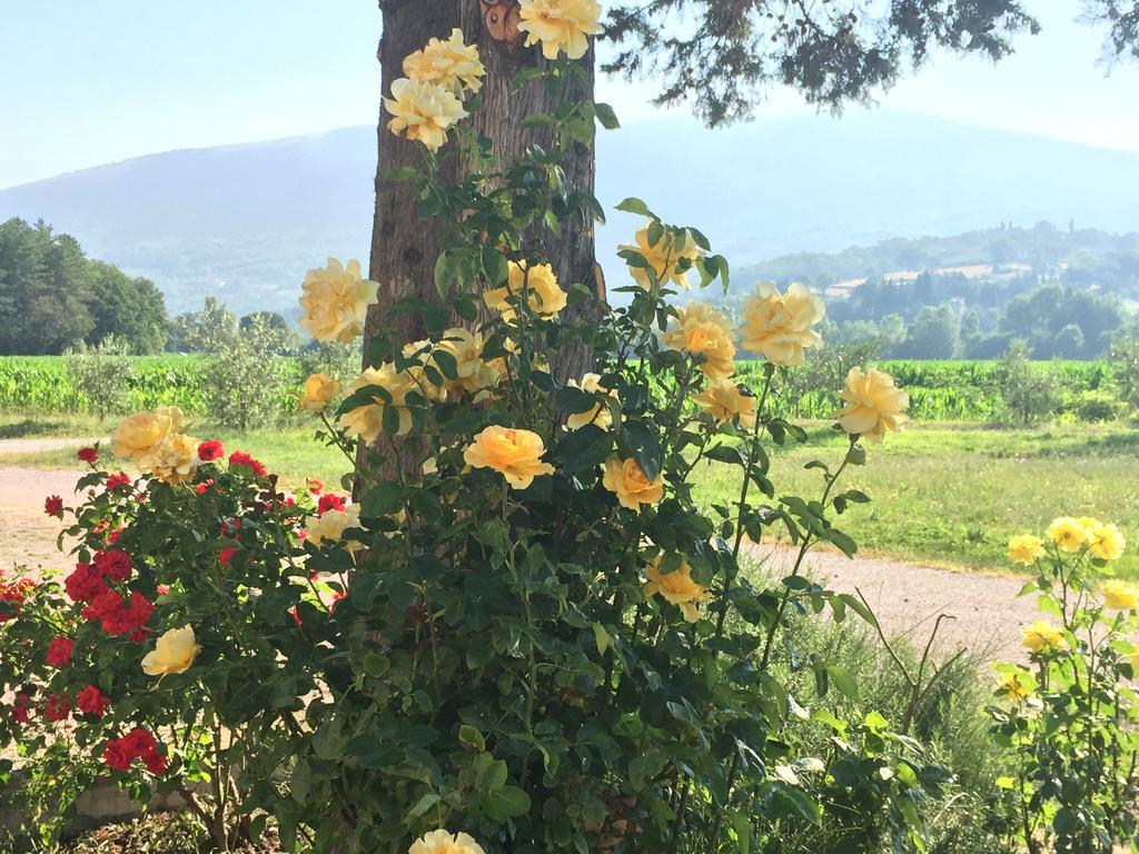 Rosso Porpora Villa Colle Umberto  Kültér fotó
